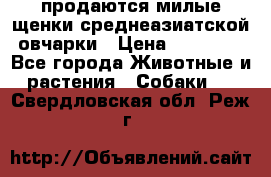 продаются милые щенки среднеазиатской овчарки › Цена ­ 30 000 - Все города Животные и растения » Собаки   . Свердловская обл.,Реж г.